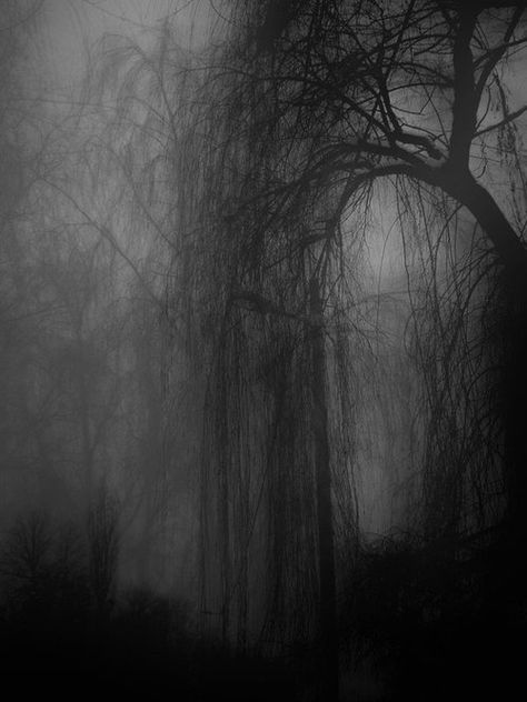 Manderley drive - opening dream Darkness Falls, Creepy Pictures, Black And White Photograph, Weeping Willow, Foto Art, The Fog, Willow Tree, Dark Places, Dark Beauty