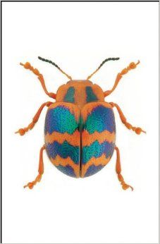 Christopher Marley, Leaf Beetle, Cool Insects, Beetle Insect, Cool Bugs, Bug Art, Beetle Bug, Blue Beetle, Beautiful Bugs