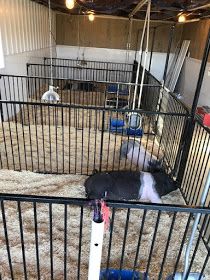 Hog Pins Ideas, Pig Barn Ideas, Pig Pen Ideas, Livestock Barn, Barn Layout, Pig Showing, Cattle Barn, Barn Stalls, Pig Pen