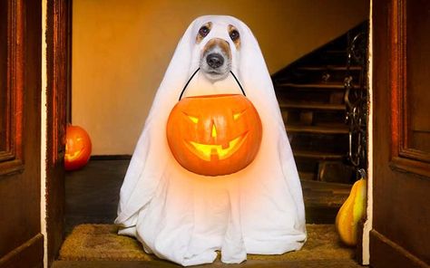 13 Adorable Dogs In Ghost Costumes Dog Ghost Costume, Multifamily Property, Unicorn Dog Costume, Garden Gnomes Costume, Costume For Dogs, Dog Ghost, Halloween Costumes To Make, Dog Match, Halloween Skeleton Decorations