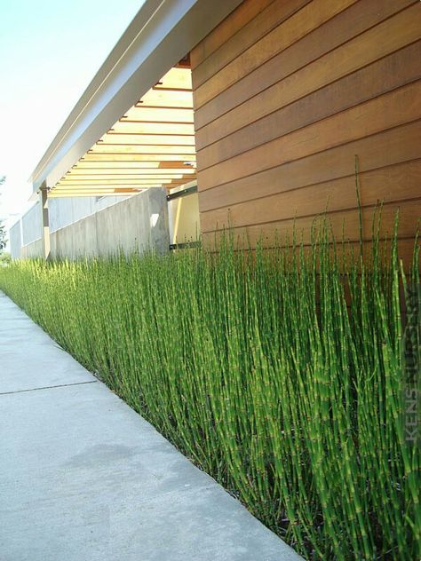 Bamboo Backyard, Tanaman Air, Streetscape Design, Europe Architecture, Walkway Landscaping, Front Gardens, Privacy Landscaping, Planting Design, Landscaping Inspiration