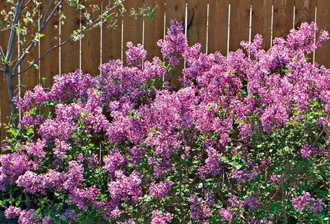 Bloomerang Lilac, Shrubs For Borders, Lilac Plant, Dark Purple Flowers, Prescott Arizona, Monarch Butterflies, The Monarch, Last Friday, Organic Matter