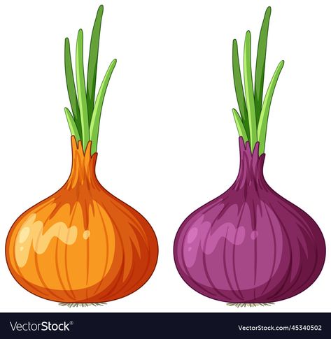 Onion Drawing, Fruit Art, Shallots, Food Illustrations, Paper Dolls, Art Girl, Png Images, Vector Images, Vector Free