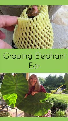 Large Elephant Ear Plants, Planting Elephant Ear Bulbs, Growing Elephant Ears From Bulbs, Elephant Ears Plants Landscaping, Elephant Ears Garden, Elephant Ears Plants, Plants Around Pool, Garden Education, Landscaping Edging