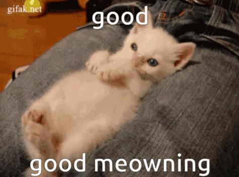 Good Morning Good Meowning GIF - Good Morning Good Meowning Cat - Discover & Share GIFs Good Morning Cat, Cat Yawning, Morning Cat, Cute Cat Gif, Kittens Funny, Cute Cats And Kittens, Cute Kittens, Funny Cat Videos, Silly Cats