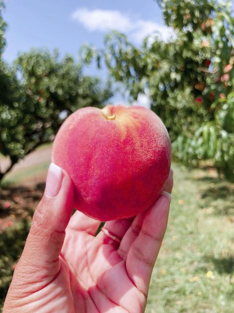 Peach Picking Season Picnic Style Party, Peach Picking, Picnic Style, Apple Harvest, Delicious Fruit, Style Party, Summer Day, Set Design, Peaches