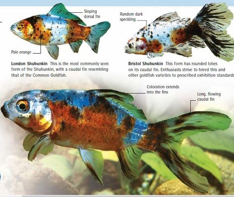 Three types of shubunkin goldfish (American, London, Bristol) Types Of Goldfish, Goldfish Species, Lionhead Goldfish, Bubble Eye Goldfish, Shubunkin Goldfish, Goldfish Breeding, Ryukin Goldfish, Goldfish Care, Koi Fish For Sale