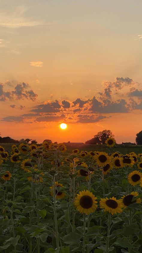 Field Of Sunflowers Aesthetic, Sunflower And Daisy Wallpaper, Sky And Flowers Aesthetic, Western Esthetics, Sunflowers Aesthetic Wallpaper, Spring Asthetics Photos, Flower Sunset Wallpaper, Summer Asthetics Photos Wallpaper, August Aesthetic Wallpaper