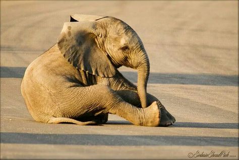 Young elephant trying to be threatening and failing - Kruger National Park Tattoos Elephant, Drawing Elephant, Grumpy Frog, Nursery Elephant, Elephant Photography, Beautiful Elephant, Elephant Pictures, Elephants Photos, Baby Elefant