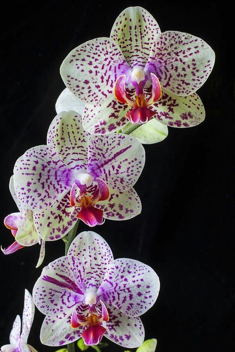 Orchids. Exotic Orchids, Unusual Flowers, Phalaenopsis Orchid, Beautiful Orchids, Alam Semula Jadi, Orchid Flower, Exotic Flowers, Flower Beauty, Beautiful Blooms