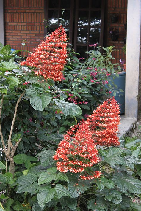 Pagoda Plant, Pagoda Flower, Hot Browns, Tropical Landscapes, Red Bench, Passion Flowers, Tropical Backyard, Herbal Plants, Tuk Tuk