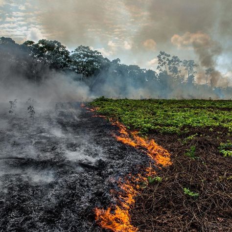 The Amazon Rainforest produces more than 20% of the world’s oxygen and its been burning for the past 3 weeks. It’s our responsibility to help to save our planet. Amazon Deforestation, Amazon Forest, Forest Poster, Ronaldo Cristiano, Montage Photo, Voyage Europe, Amazon Rainforest, Forest Photography, Cabin In The Woods