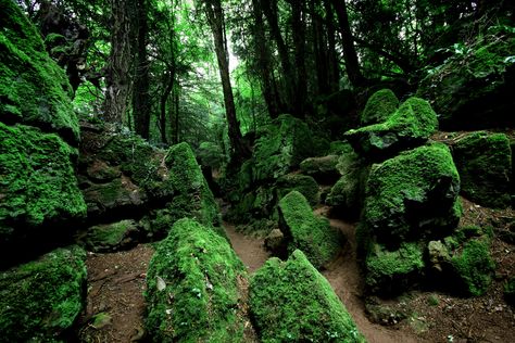 Celtic Images, Moss Forest, Puzzle Wood, Wood Forest, Armchair Travel, Forest Of Dean, Enchanted Wood, Uk City, Forest Mountain