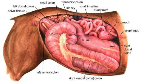 Equine Vet Tech, Organ Anatomy, Veterinarian Technician, Equine Veterinarian, Veterinary Tech, Vet Tech Student, Equine Veterinary, Large Animal Vet, Equine Nutrition