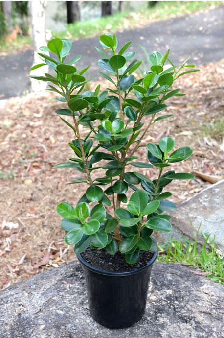 Texture Plant, Ficus Hedge, Ficus Microcarpa, Windowsill Garden, Green Island, Jade Plant, Ficus Lyrata, Ficus Tree, Aquarium Accessories