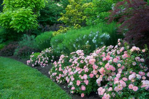 How to Plant Beautiful Garden Borders | Architectural Digest Drift Roses, Bush Garden, Rose Garden Design, Garden Shrubs, Landscape Architecture Design, Front Yard Garden, Garden Edging, Flowering Shrubs, Garden Borders