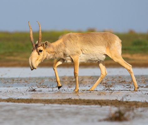 Saiga Antelope, Biblical Paintings, Unusual Animals, Rare Animals, Animal Facts, Wildlife Conservation, Weird Animals, Endangered Species, Samara