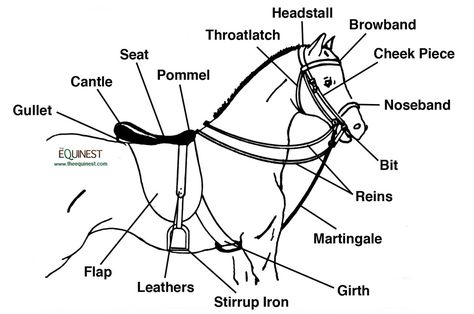 English Horse Bridles & Saddle - Bing Images English Horse Tack, Horse Lessons, Horse Information, English Tack, Horse Facts, Horse Care Tips, Horse Riding Tips, Horse Anatomy, Horse Camp