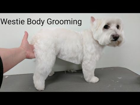 Westie Haircut Hairstyles, West Highland White Terrier Grooming, Westie Haircut, Westie Grooming, Yorkie Grooming, Summer Haircut, Dog Hair Removal, Dog Grooming Styles, Dog Grooming Salons