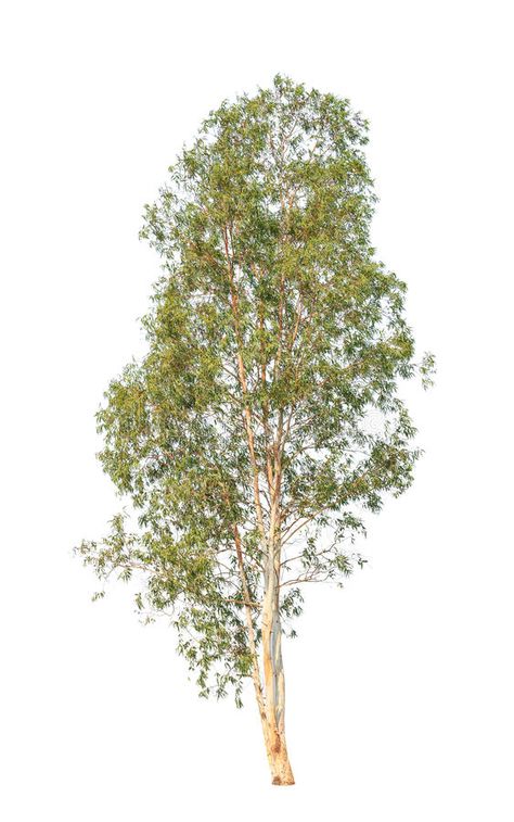 Eucalyptus tree isolated on white background. Eucalyptus tree, tropical tree in #Sponsored , #Affiliate, #PAID, #tree, #tropical, #background, #Eucalyptus Eucalyptus Tree Tattoo, Tree Tatto, Tree Psd, Ivan Cruz, Seaside Garden, Tree Plan, Tropical Background, Eucalyptus Tree, Architecture Collage