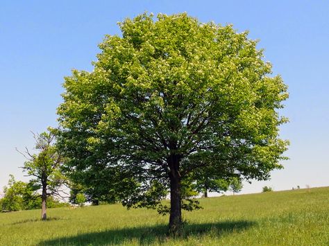 Sorbus Torminalis, Uk Trees, Architectural Trees, White Trees, Tree Garden, Wildlife Gardening, Tree Service, Leaf Coloring, White Tree