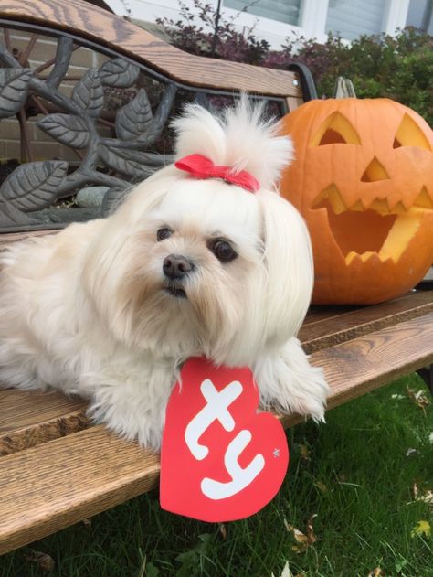 Cute Halloween costume Scrape Booking, Cute Halloween Costume, Poddle, Unique Costumes, Maltese Puppy, Poodle Mix, Cute Halloween Costumes, Kawaii Animals, Trick Or Treater