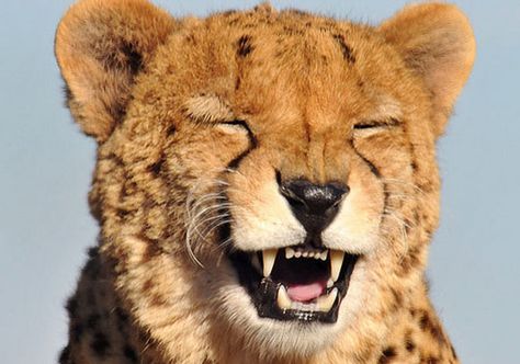 Cheetahs Find Life Totally Hilarious Laughing Animals, Smiling Animals, Exotic Cats, Funny Bunnies, Cheetahs, Large Cats, Happy Animals, You Smile, Beautiful Cats