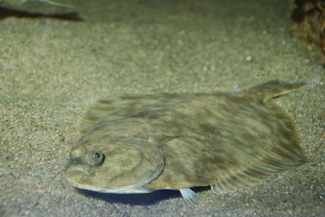 European Flounder Flat Painting, Flounder Fish, Flounder Fishing, Drawing Prompts, Flat Paint, Drawing Prompt, Underwater Life, Sea Animals, Kiwi