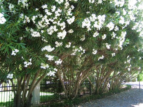 Use the Oleander so our neighbors can't see over the fence. Description from pinterest.com. I searched for this on bing.com/images Best Plants For Privacy, Plants For Privacy, Oleander Plants, Tropical Gardening, Nerium Oleander, Colorful Shrubs, White Oleander, Leyland Cypress, Privacy Trees