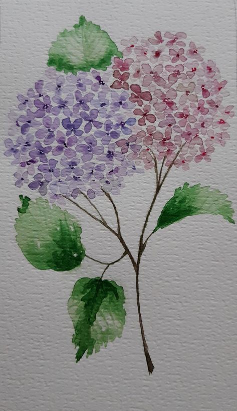 Watercolor Flowers Hydrangea, Watercolor Art Hydrangea, Drawing Of Hydrangea, Simple Hydrangea Drawing, Hydrangea Painting Watercolors, Hydrangea Drawing Simple, How To Draw Hydrangeas, Hortensia Watercolor, Hydrangea Flower Drawing