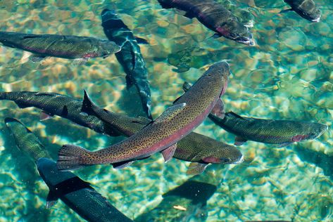 Rainbow trout Trout Swimming, Trout Photography, Salmon Run, Fishing Photography, Rainbow Trout, Glass Fish, Fish Painting, Red Fish, Vintage Portraits