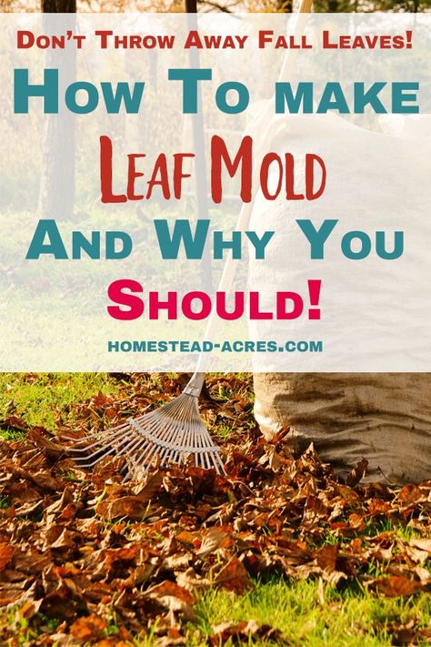 Leaf mold is one of the best composts you can make for your backyard garden! It’s a great way to deal with all the autumn leaves that fall on your lawn too. Come and see how to make leaf mold, why you NEED leaf mold in your garden and tips for using it. Leaf Compost, Leaf Mold, Best Garden Tools, Home Vegetable Garden, Hardy Plants, Garden Pests, Garden Boxes, Organic Vegetables, Garden Soil