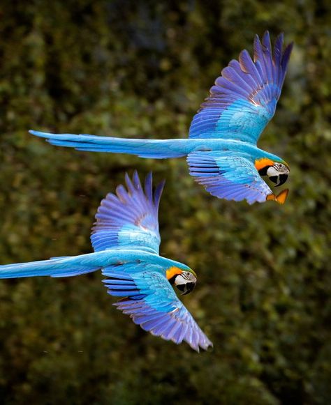 Macaw Aesthetic, Parrot In Flight, Brazil Animals, Blue And Yellow Macaw, Beautiful Parrots, Animal Therapy, Blue Macaw, Macaw Parrot, Therapy Animals