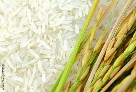 Stock Image: Rice's grains,Ear of rice background. Corn And Rice, Barbara Mcclintock, Raw Rice, Rice Plant, Cold Spring Harbor, Interactive Reading, Disruptive Technology, Corn Plant, Rice Grain