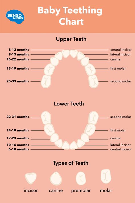 Is your baby starting to teething? Wondering when your teething baby's teeth will come in? We've made a teething chart to shows when your baby’s primary teeth will come & cut in and when they'll fall out. We also provide a few easy hacks for new moms with teething toddlers, babies & infants to help soothe those sore teething gums! #teether #teethingbaby #teethingchart Toddler Teeth Chart, Primary Dentition, Baby Teeth Chart, Baby Teething Chart, Baby Tooth Chart, Baby Teething Remedies, Teething Hacks, Teething Chart, Teething Signs