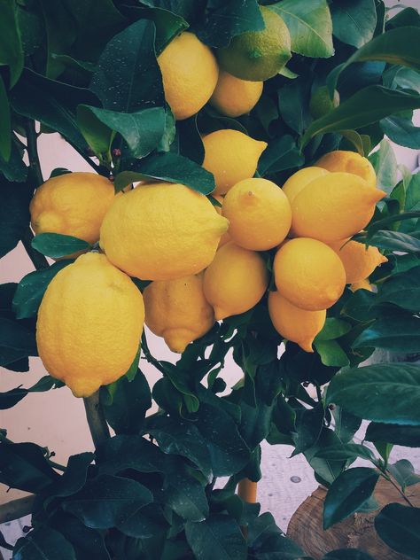 Just a yellow lemon tree. Download this photo by Ernest Porzi on Unsplash Mood Board Photos, Green Mood Board, Yellow And Green, Mood Pics, Mood Board, Lemon, Van, Yellow