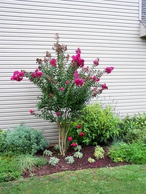 30 Beautiful Landscaping Ideas with Crepe Myrtles | Balcony Garden Web Crepe Myrtle Landscaping, Southern Landscaping, Trees For Front Yard, Landscaping Around Trees, Garden Bench Diy, Myrtle Tree, Side Yard Landscaping, Front Garden Landscape, Crepe Myrtle