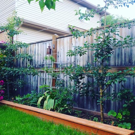 Espalier Fruit Trees Urban Orchard, Espalier Trees, High Garden, Espalier Fruit Trees, Planting Fruit Trees, Environmental Activism, Planting A Tree, Privacy Landscaping, Living Fence