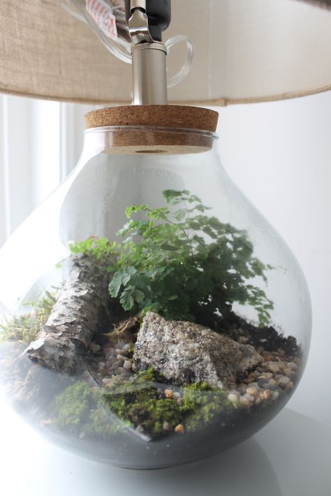 Mini terrarium