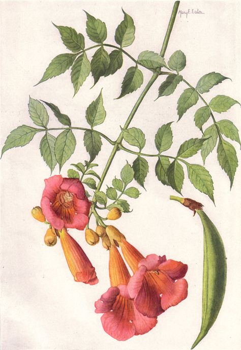 National Geographic Magazine/Volume 31/Number 6/Our State Flowers/The Trumpet Vine - Wikisource, the free online library Kentucky State Flower, Campsis Radicans, Trumpet Vine, List Of Flowers, National Geographic Magazine, Botanical Drawings, Plant Art, Vintage Botanical, Flower Illustration