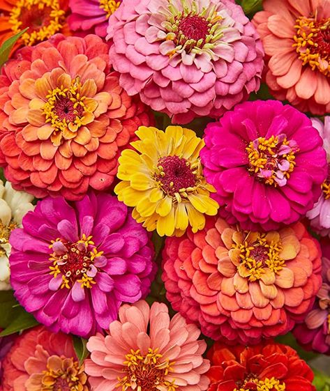 Deer Resistant Annuals, Deer Proof Plants, Date Plant, Zinnia Seeds, Zinnia Elegans, Long Stem Flowers, Zinnia Flowers, Seed Company, Seed Starting