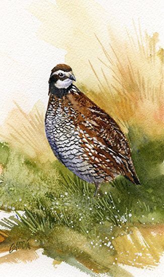 Bob White Quail, Bobwhite Quail, Hunting Pictures, Bird Watercolor Paintings, Colored Pencil Techniques, Diy Watercolor Painting, Chicken Art, Wildlife Paintings, Bird Art Print