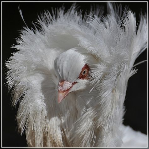 Larissa~ Jacobian pigeion  #pigeon #bird #flight #aviation #beautiful Beautiful Pigeons, Jacobin Pigeon, Fancy Pigeon, Pigeon Pictures, Strange Animals, Pigeon Breeds, Magical Nature, Selective Breeding, Beautiful Chickens