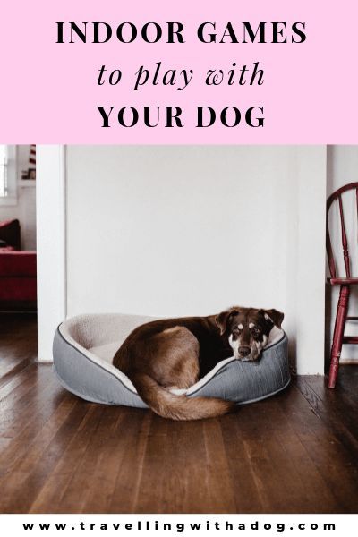 Games to Play With Your Dog Inside | Travelling With A Dog Pet Games, Great Dog Names, Best Dog Names, Inside Games, Best Dog Beds, Cute Dog Collars, Dog Games, Animal Health, Cool Dog Beds