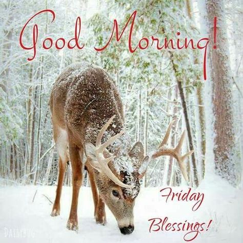 Deer Good Morning Friday Blessings Good Morning Winter, Good Morning Happy Friday, Good Morning Friday, Happy Friday Quotes, Fun Wallpaper, Cute Good Morning Quotes, Good Night Gif, Its Friday Quotes, Cute Good Morning