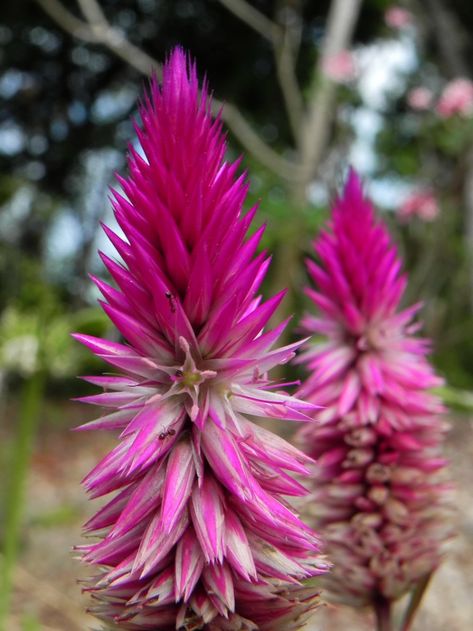 Celosia spicata plumosa | Ben Caledonia | Flickr Celosia Spicata, Photography