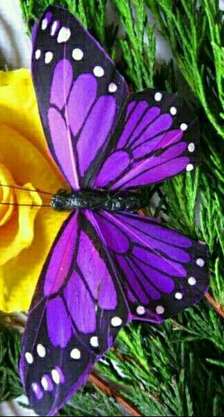 Mariposa morada Most Beautiful Butterfly Photography, Butterfly Photography Nature, Butterfly Images Photography, Beautiful Butterfly Images, Most Beautiful Butterfly, Butterfly Photography, Beautiful Butterfly Pictures, Beautiful Butterfly Photography, Butterfly Art Painting