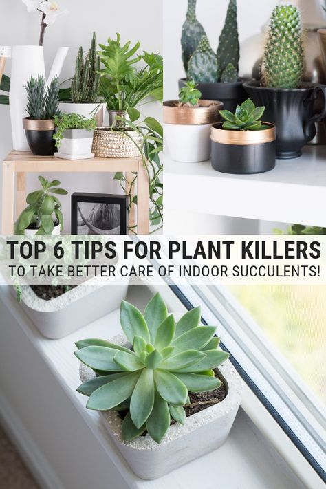 Plant killers! You can change. Read my 6 top tips for taking care of succulents indoors and you'll be well on your way! #succulentcaretips #succulentcare #indoorsucculents #succulents #houseplantcaretips Decorating With Succulents Indoors, How To Take Care Of Succulents Indoors, How To Take Care Of A Succulent Plant, Care For Succulents Indoor, Taking Care Of Succulents House Plants, Best Succulents For Indoors, Caring For Succulents Indoor, Succulent Care Indoor, Taking Care Of Succulents