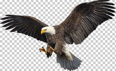 Kabutar Png, Ice Png, Eagle Png, Eagle Artwork, White Tailed Eagle, Eagle Drawing, Eagle Images, Funny Artwork, Eagle Wallpaper