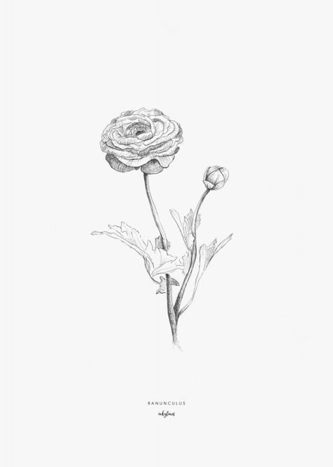 Printable (A4 PDF) of a hand drawn illustration of ranunculus by inkylines this flower is a symbol of charm. This listing is for a DIGITAL FILE of this artwork. No physical item will be sent. You can print the file at home at a local print shop or using an online service. This purchase is for personal use only. #bodyart #body #art #easy Ranunculus Painting, Ranunculus Wedding Bouquet, Ranunculus Arrangement, Ranunculus Garden, Ranunculus Wedding, Ranunculus Bouquet, Love Patience, Buttercup Flower, White Ranunculus